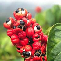 Guaraná
